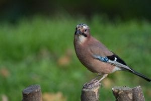 jay-standing-on-fence-post